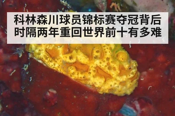 科林森川球员锦标赛夺冠背后时隔两年重回世界前十有多难